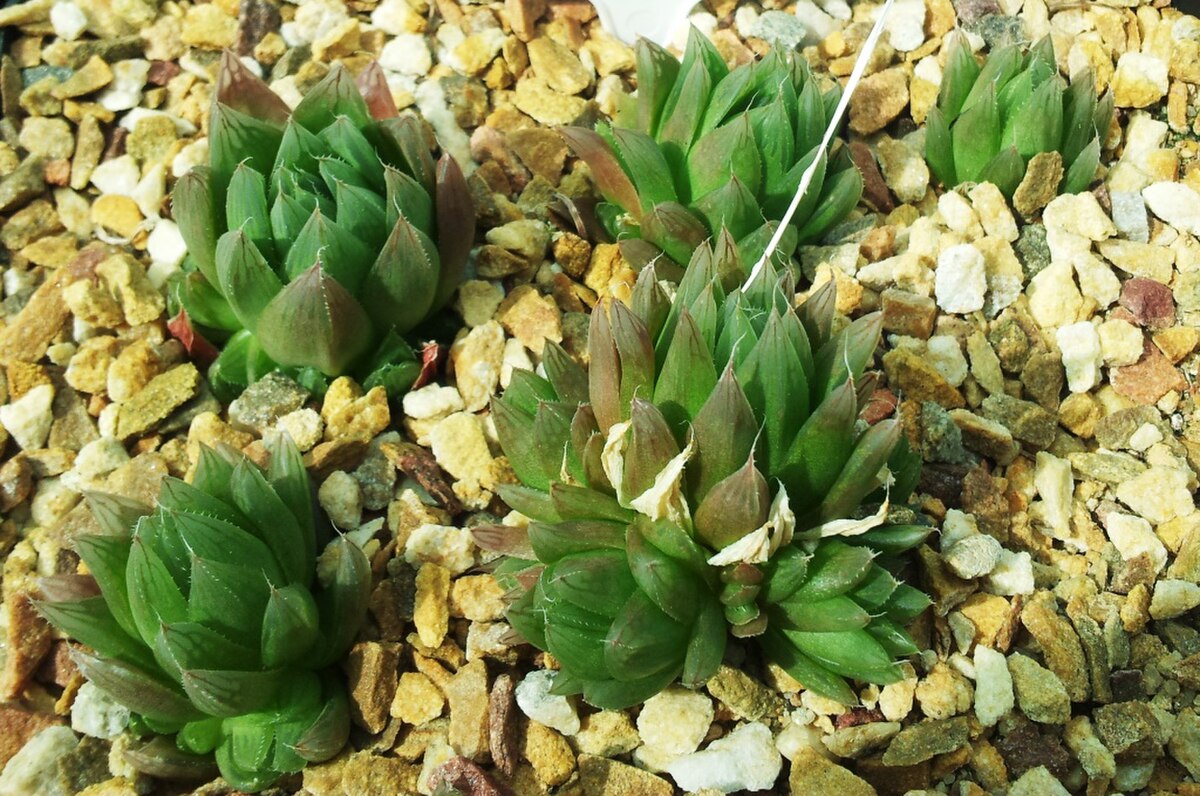 Haworthia cooperi