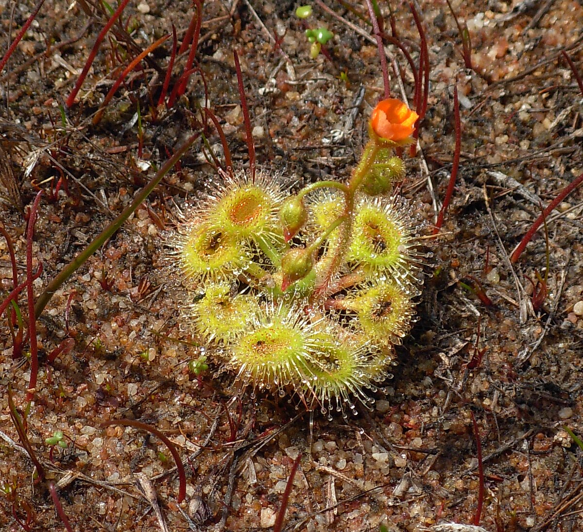 Drosera glanduligera