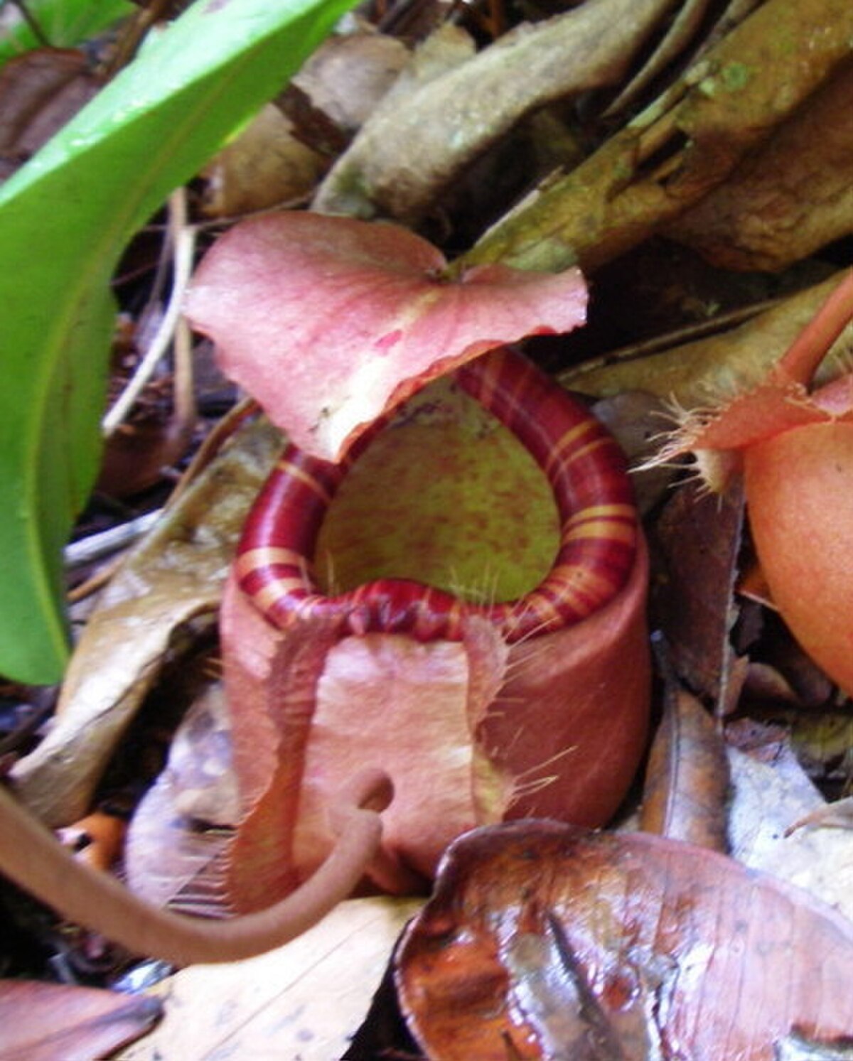 Nepenthes Sumatrana
