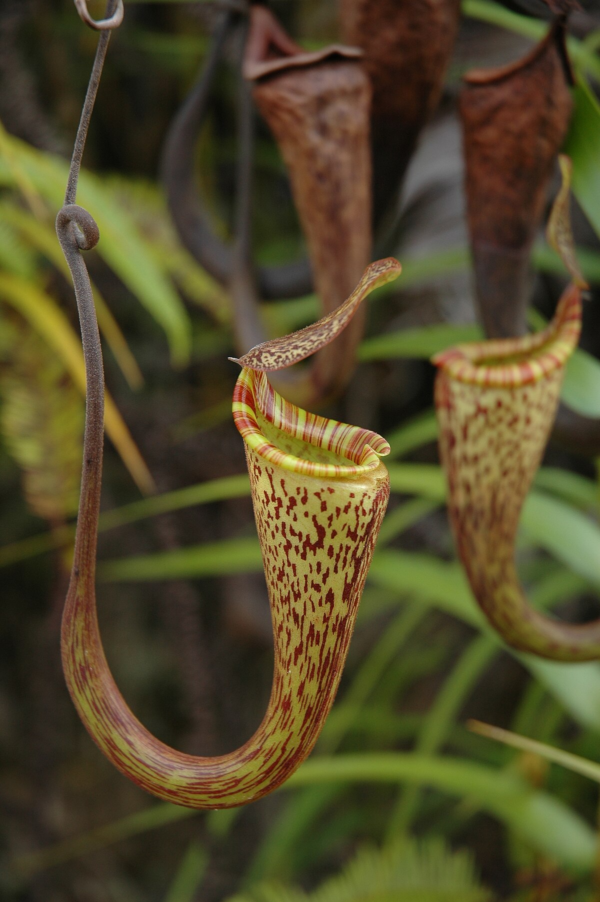 Nepenthes fusca