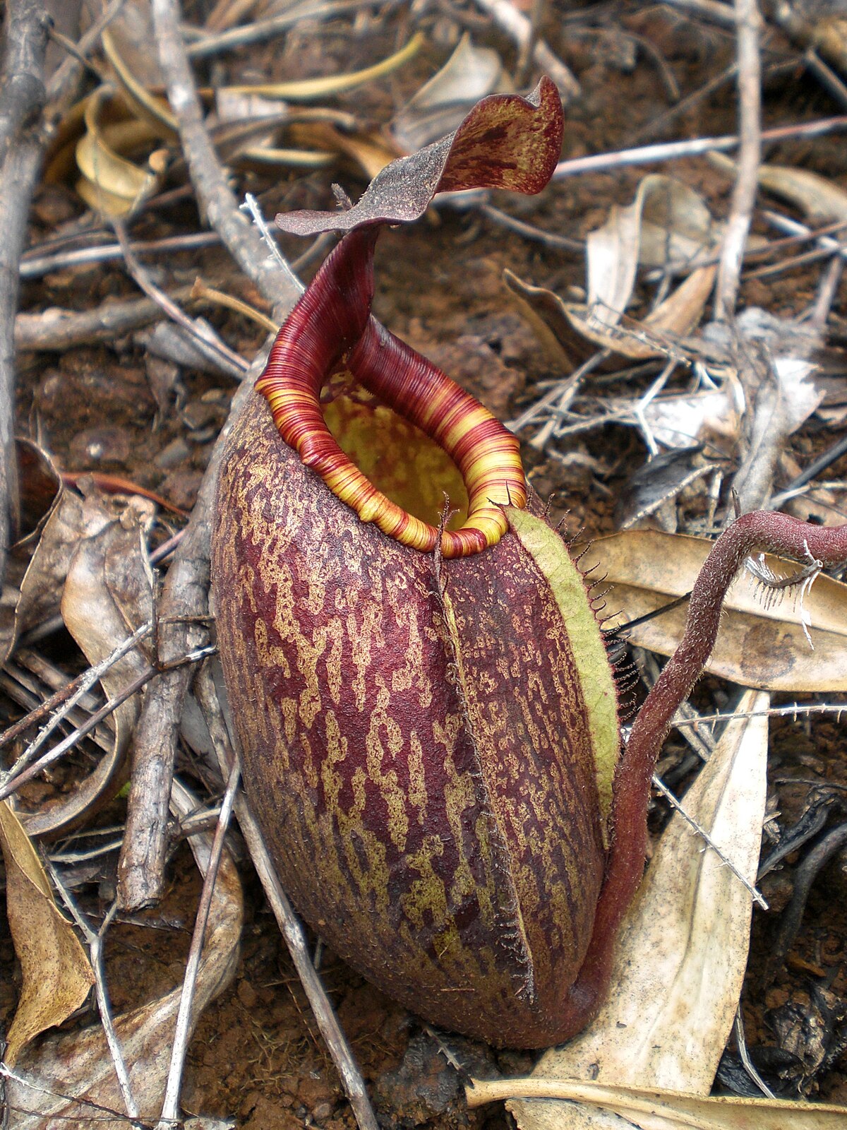 Nepenthes Peltata