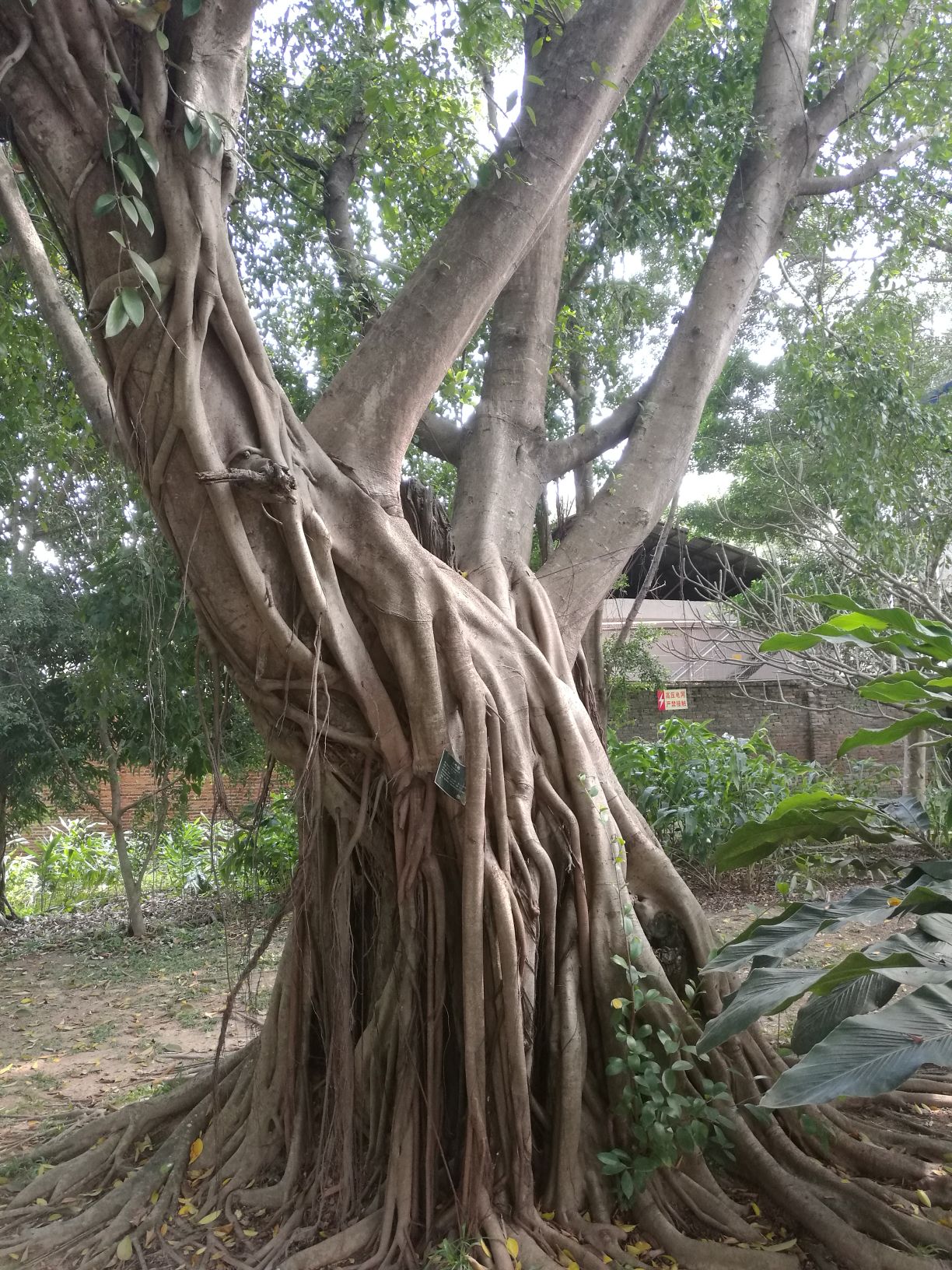 Ficus microcarpa