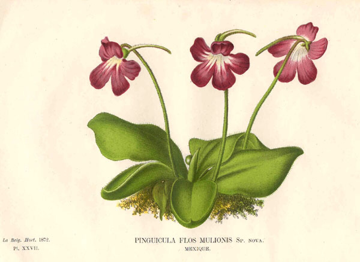 Pinguicula moranensis