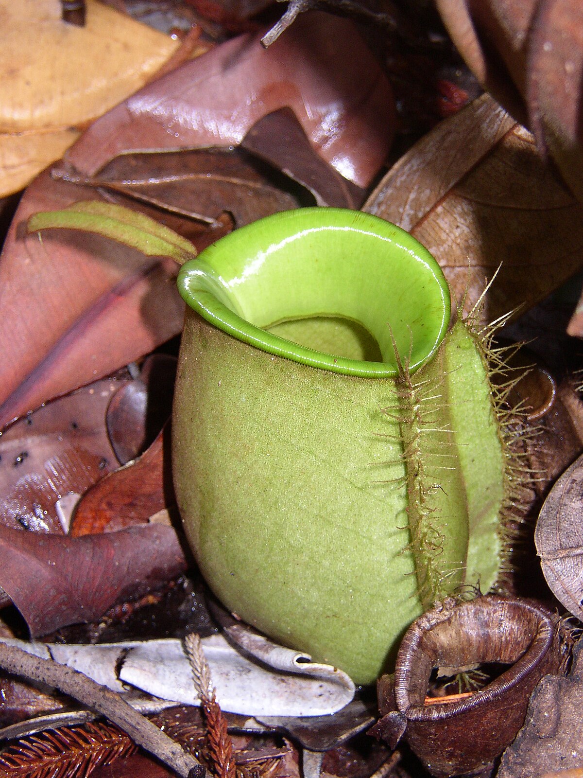 Nepenthes Ampullaria