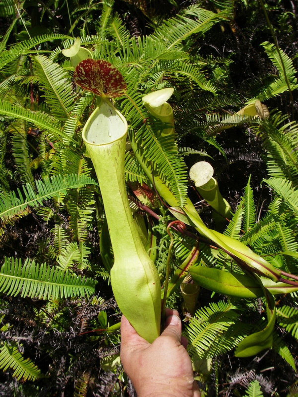 Nepenthes eustachya