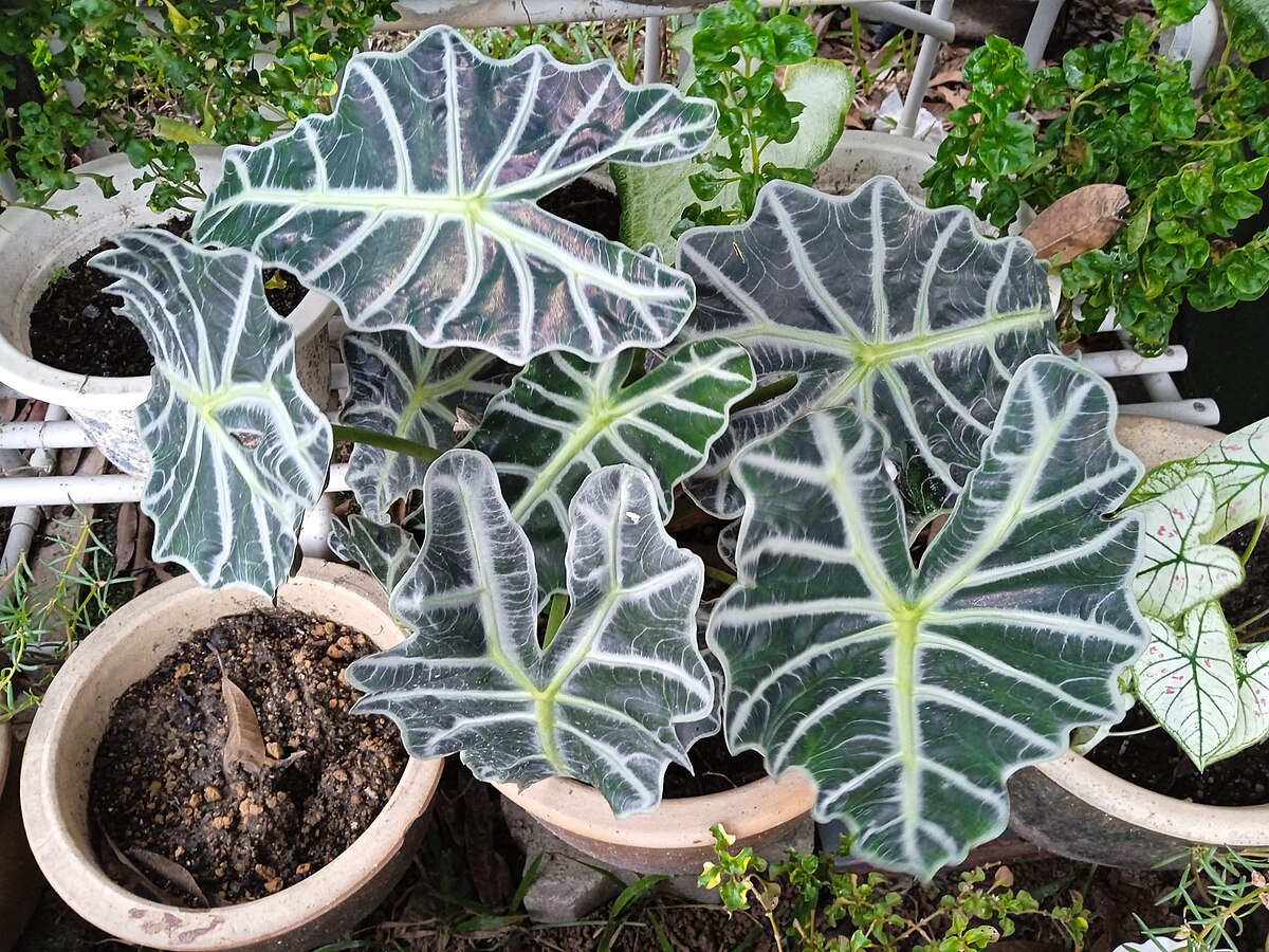Alocasia amazonica