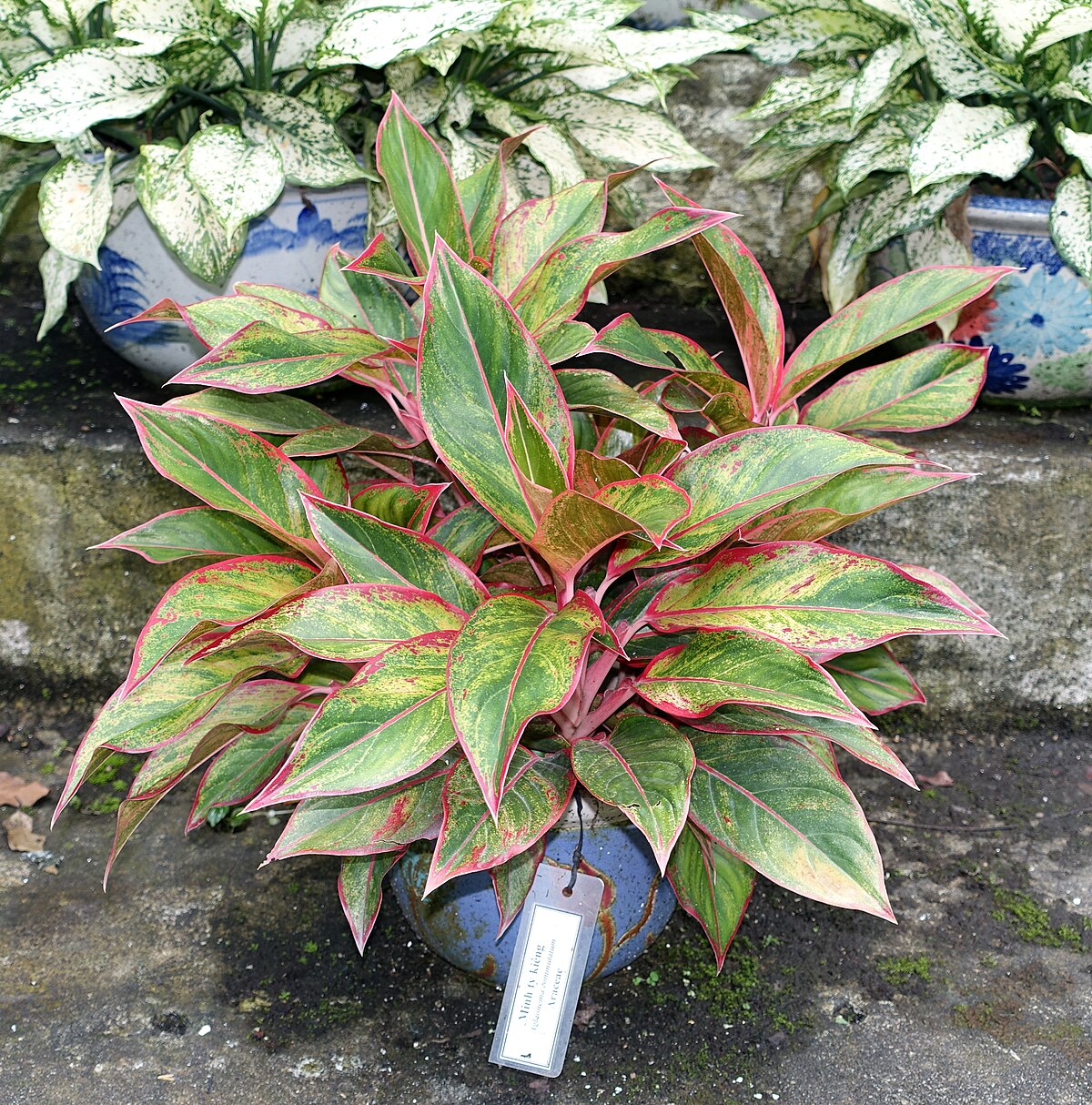 Aglaonema commutatum
