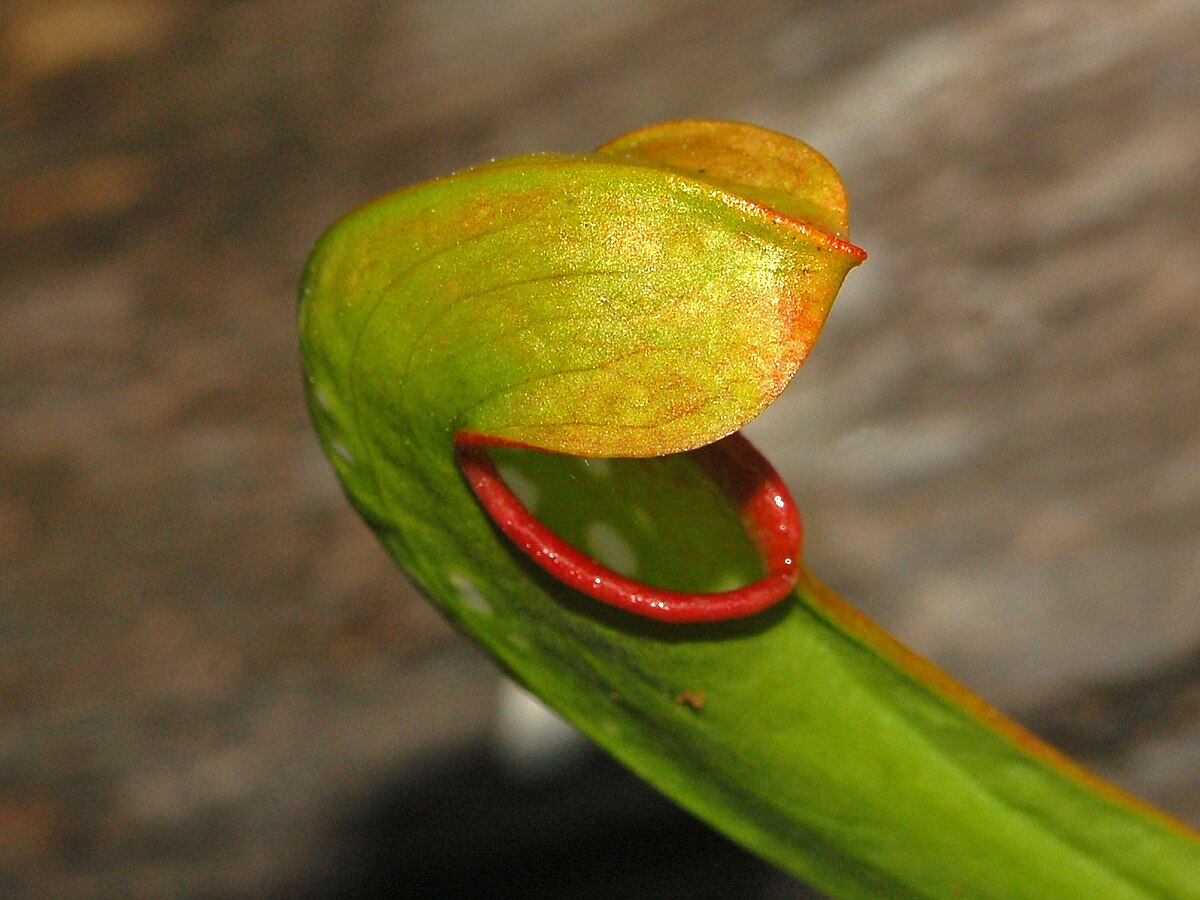 Sarracenia minor