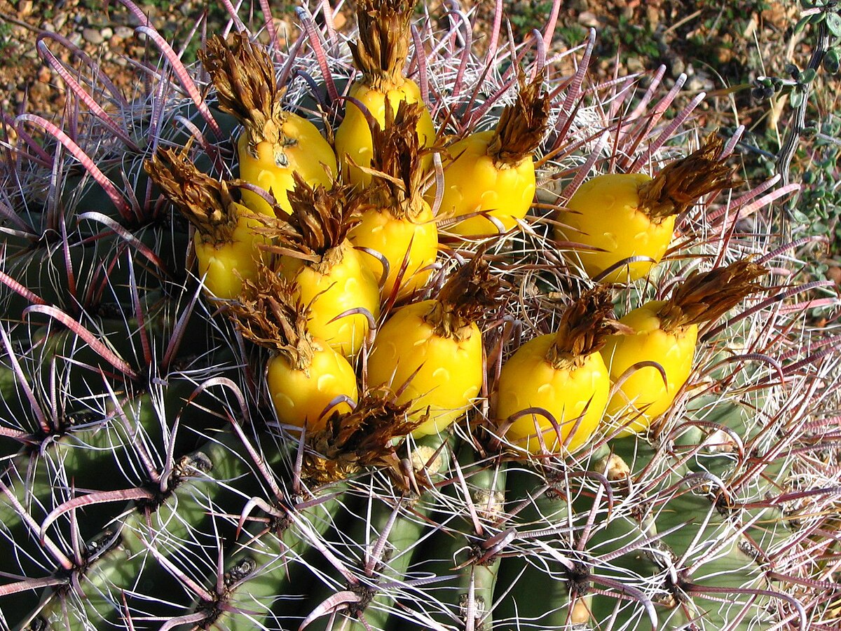 Ferocactus wislizeni