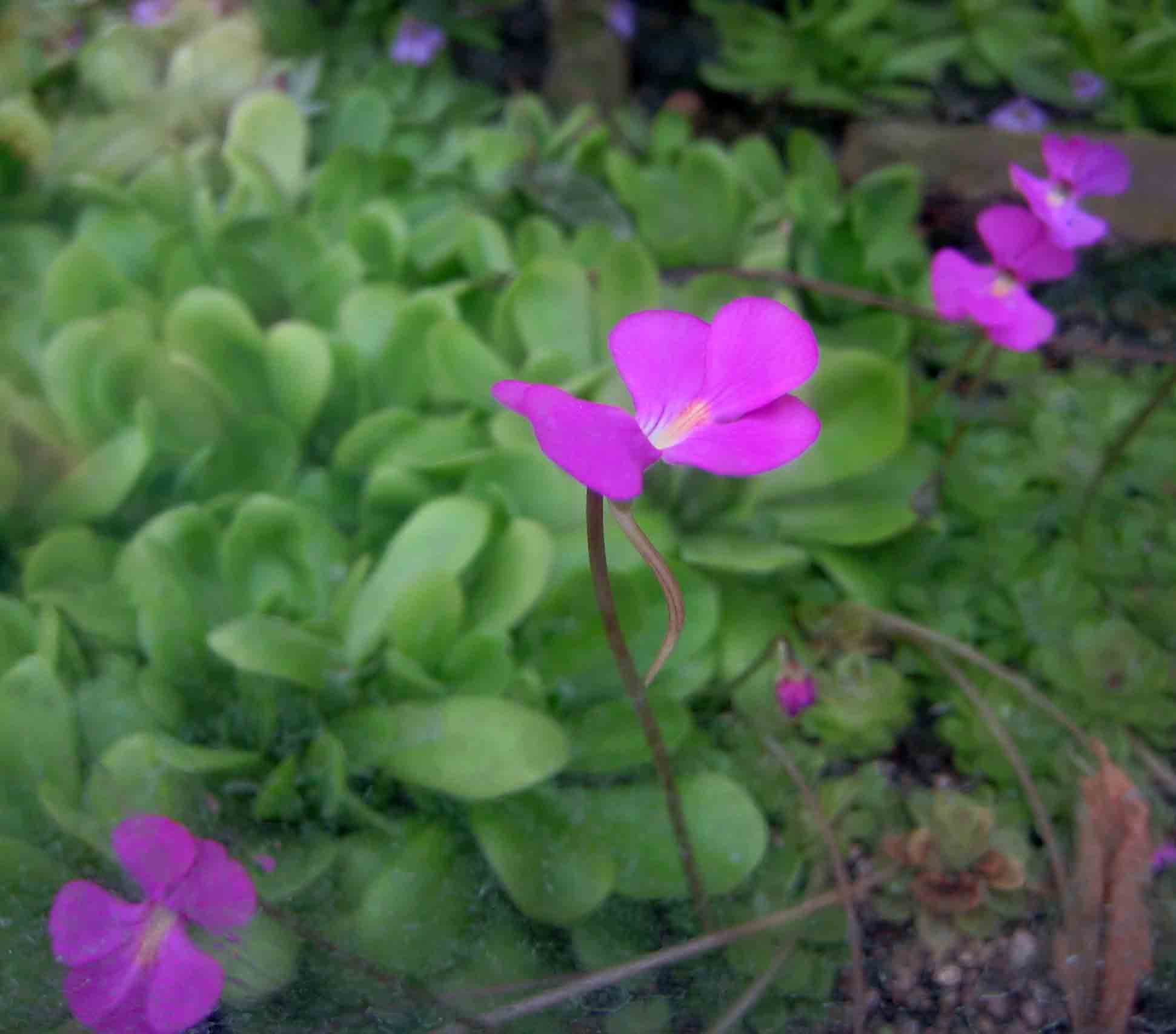愛蘭捕蟲堇 Pinguicula ehlersiae  [上海辰山植物園 Shanghai Chenshan Botanical Garden]