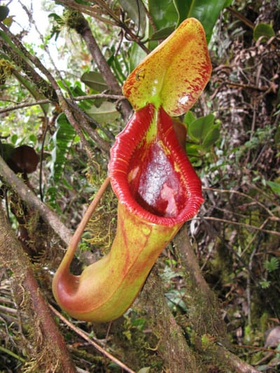 Nepenthes Macrophylla