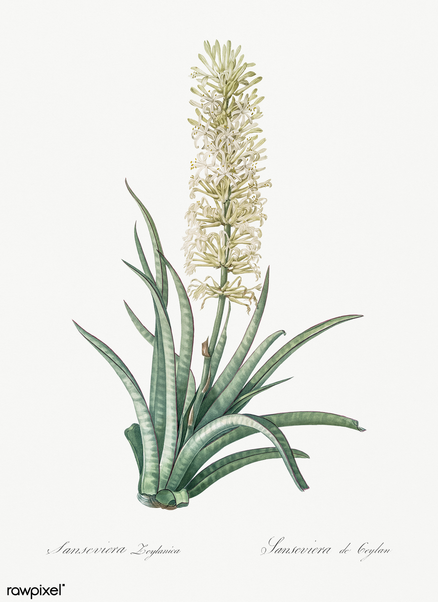 Sansevieria zeylanica — iNaturalist