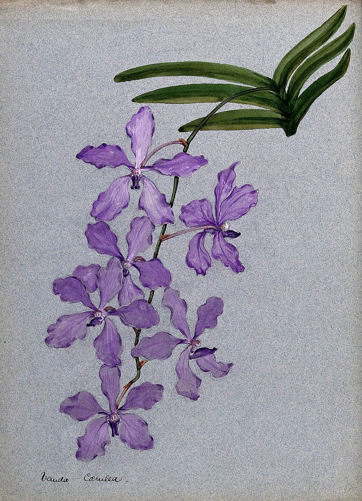 Vanda coerulea
