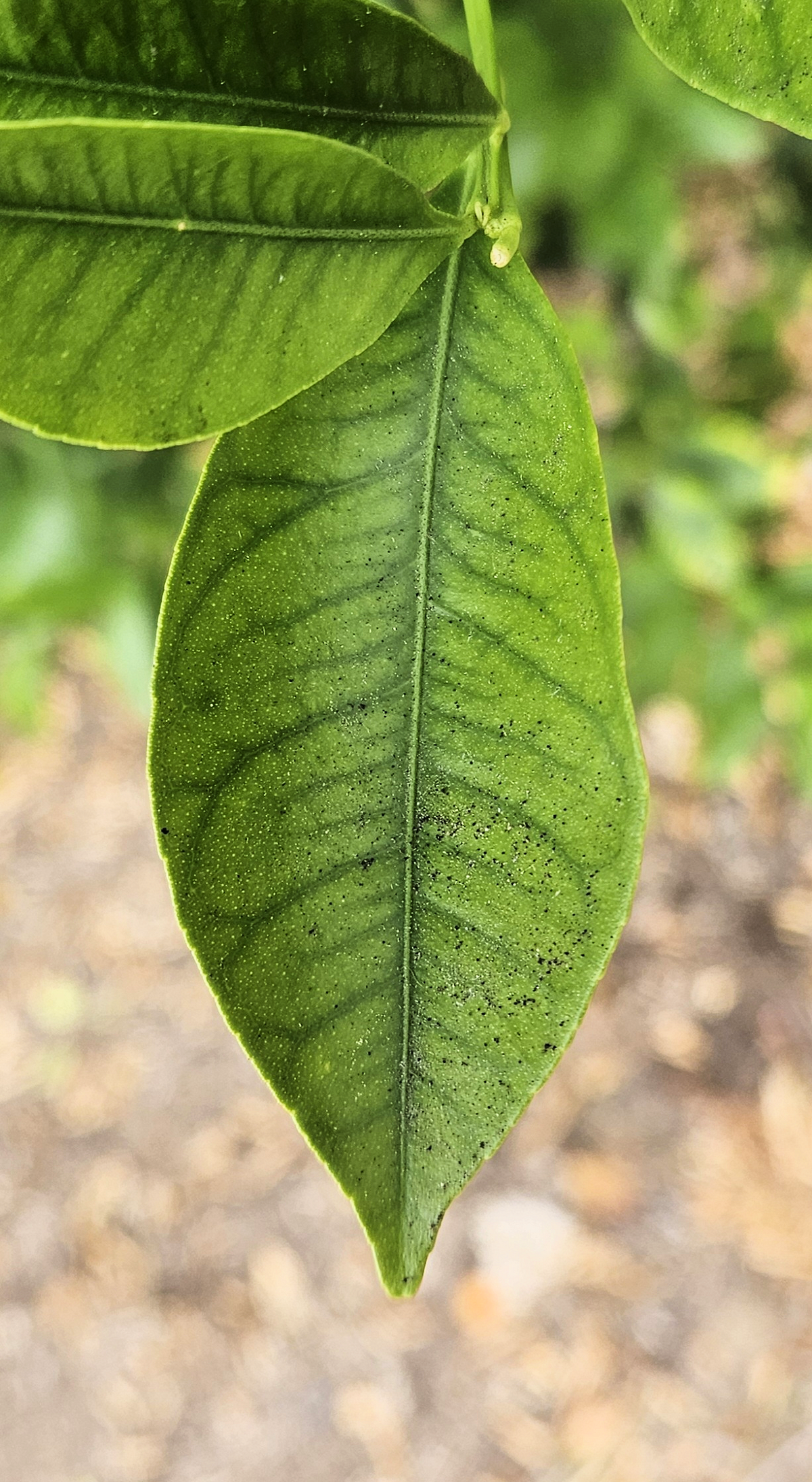 Citrus microcarpa