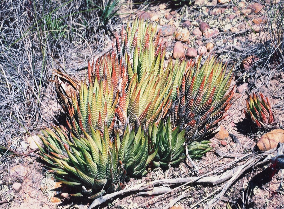Haworthia fasciata