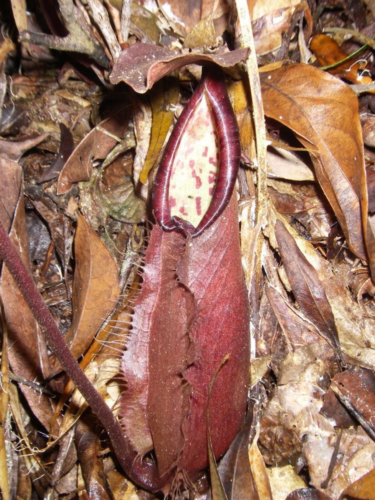 Nepenthes Longifolia