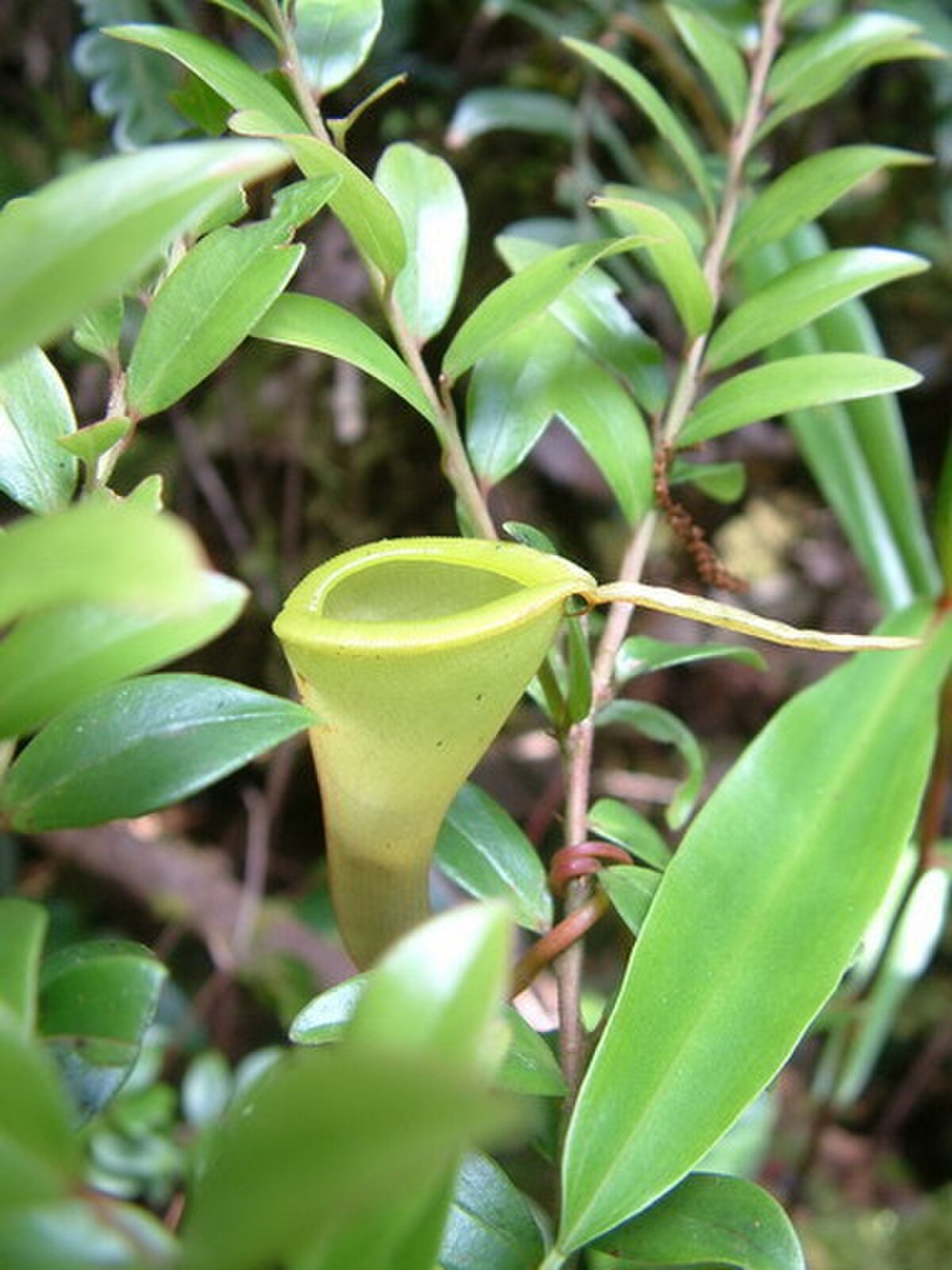 Nepenthes dubia