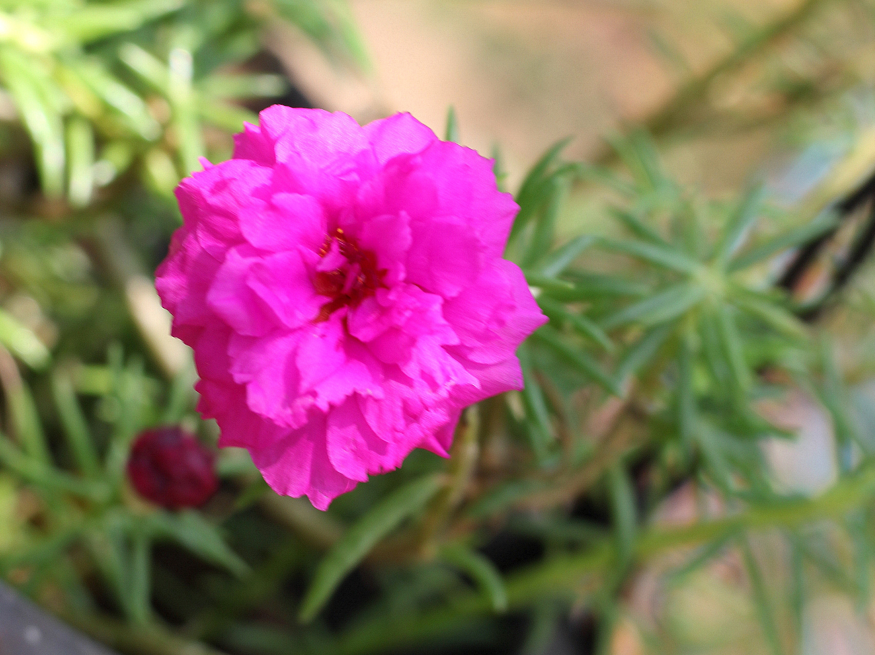 Portulaca japanese