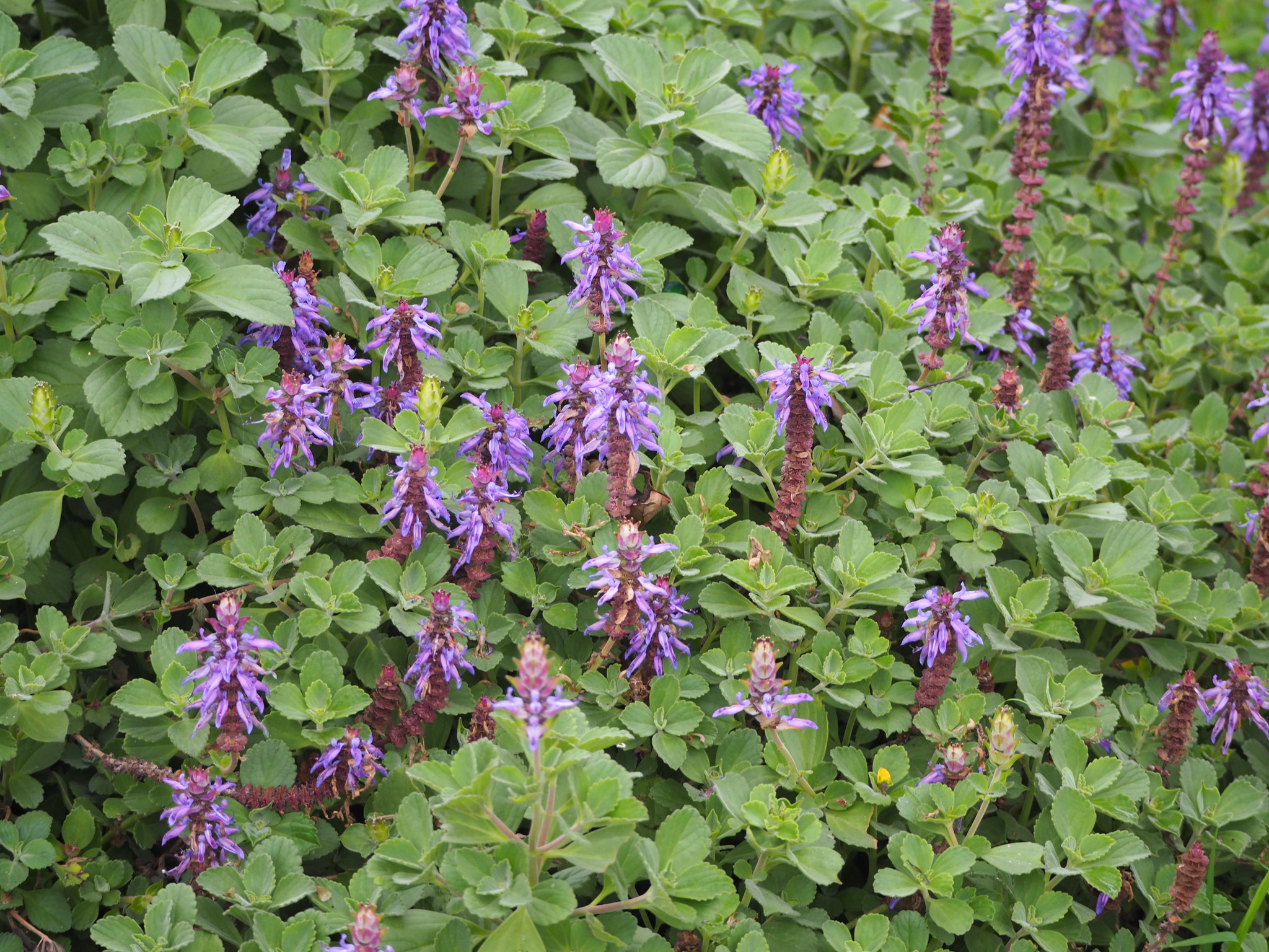 Plectranthus amboinicus — iNaturalist