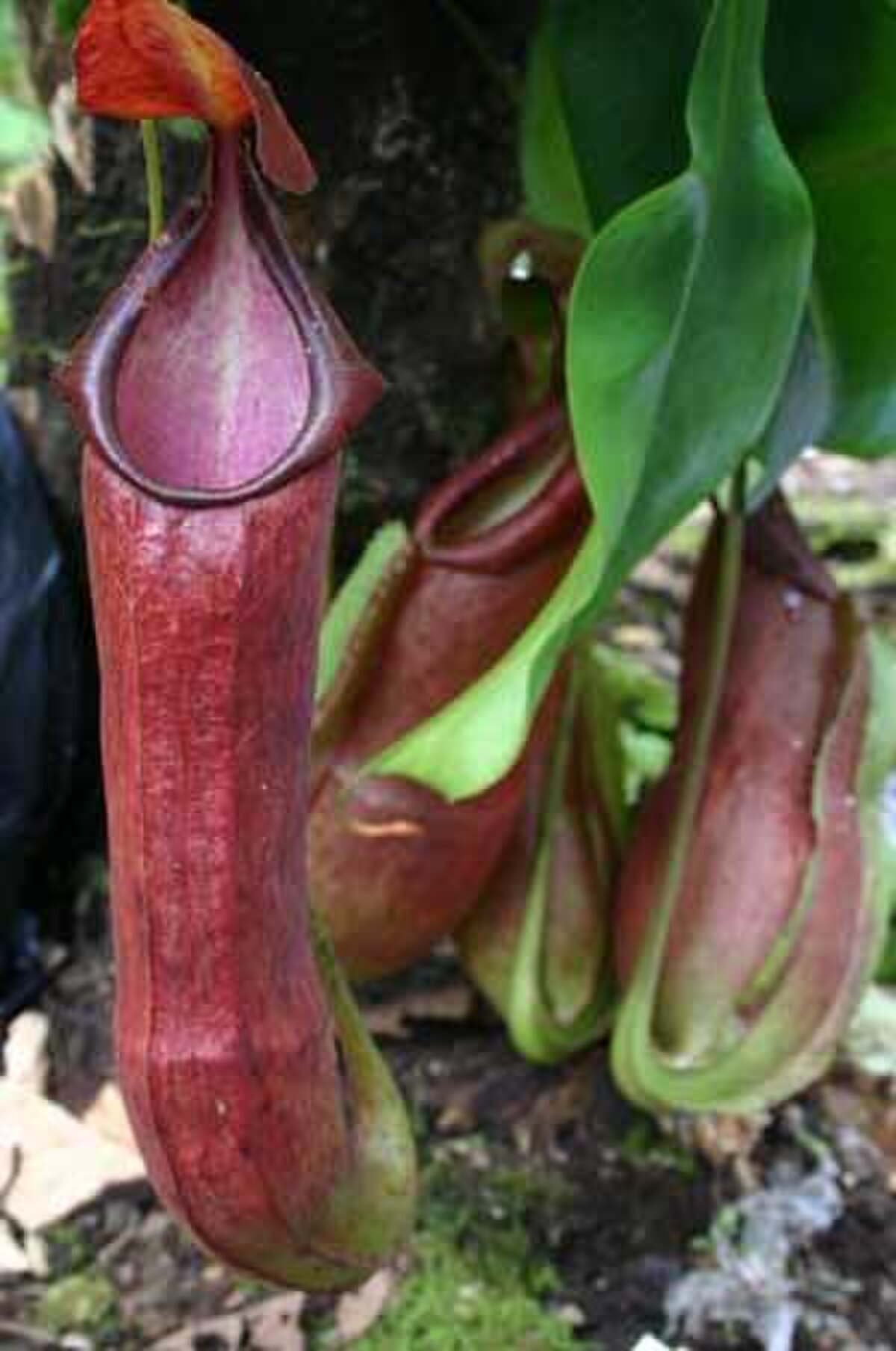 An upper pitcher of the Javan variant of N. spathulata informally called N. adrianii