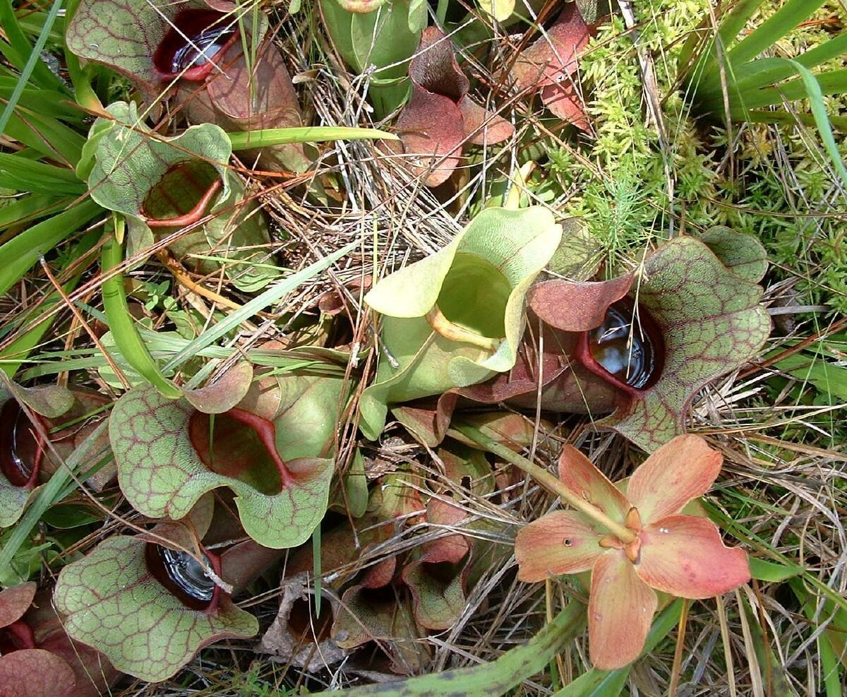 Sarracenia rosea