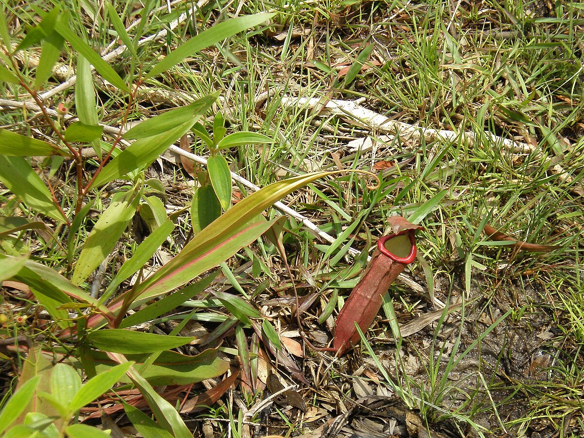 Nepenthes thorelii