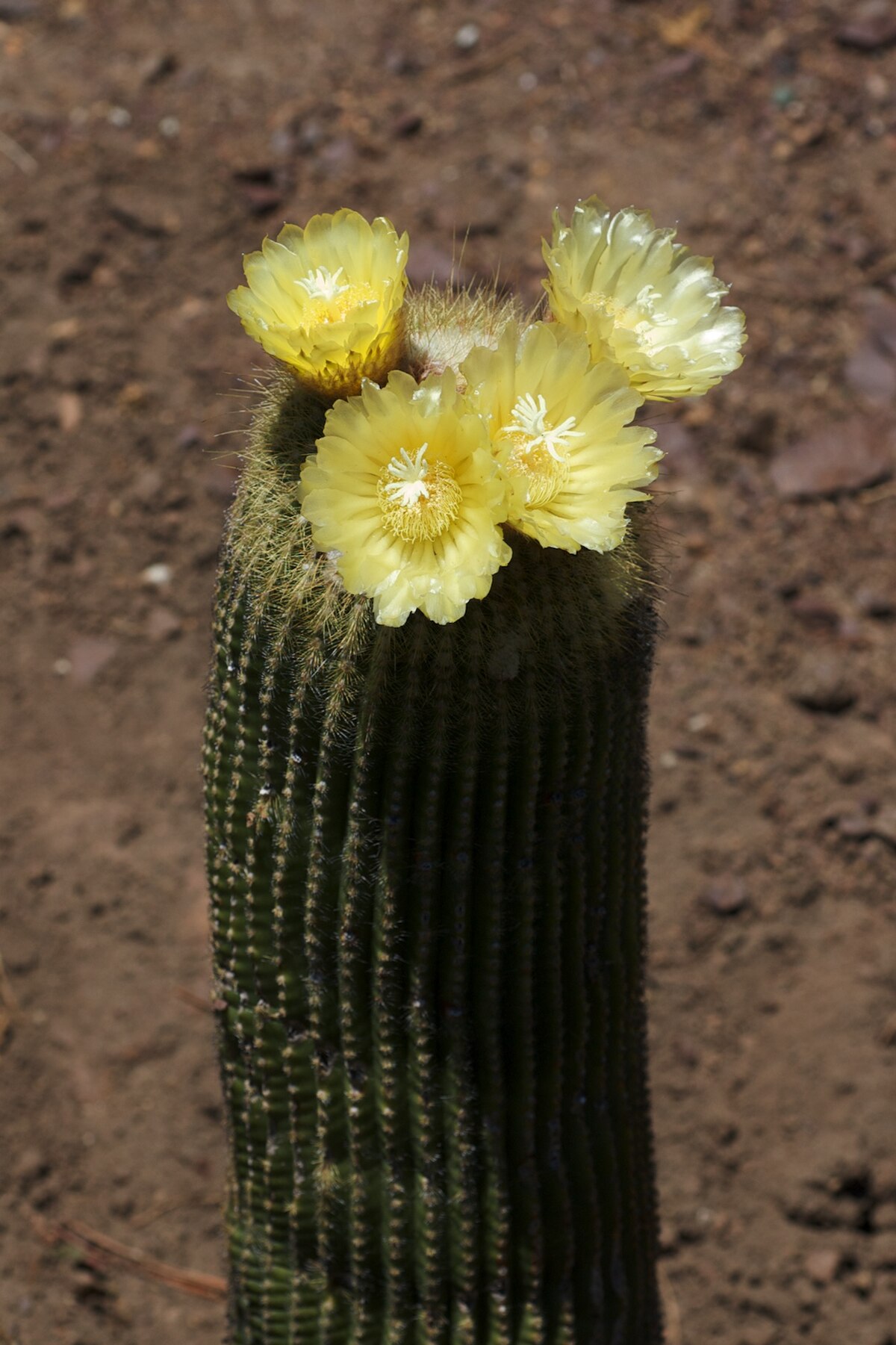 Parodia leninghausii
