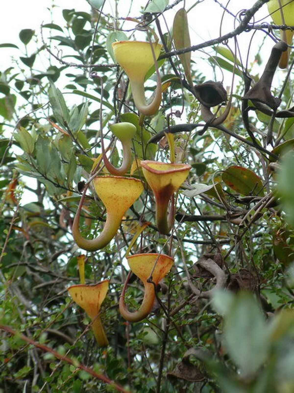 Nepenthes Jamban