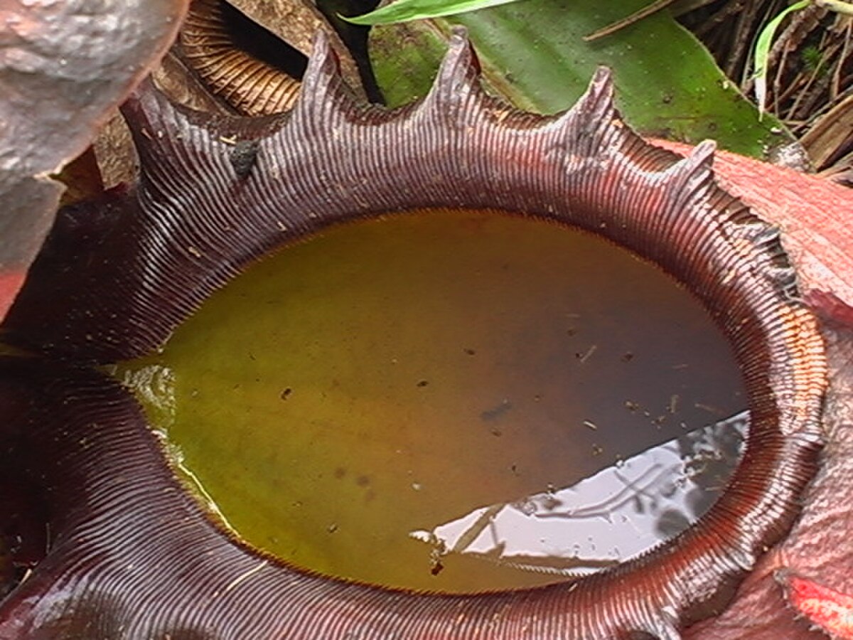 Nepenthes infauna
