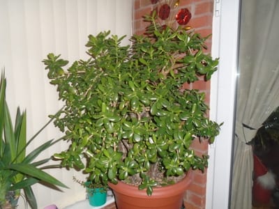 Crassula jade