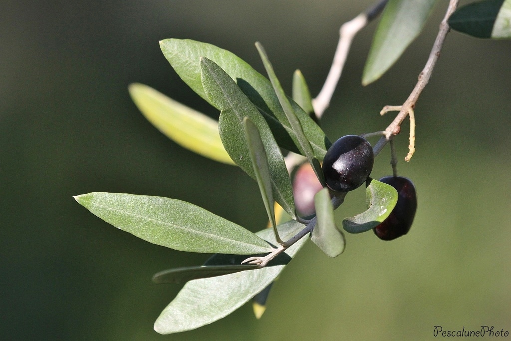 Olea europaea — iNaturalist