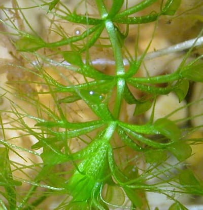 Aldrovanda vesiculosa
