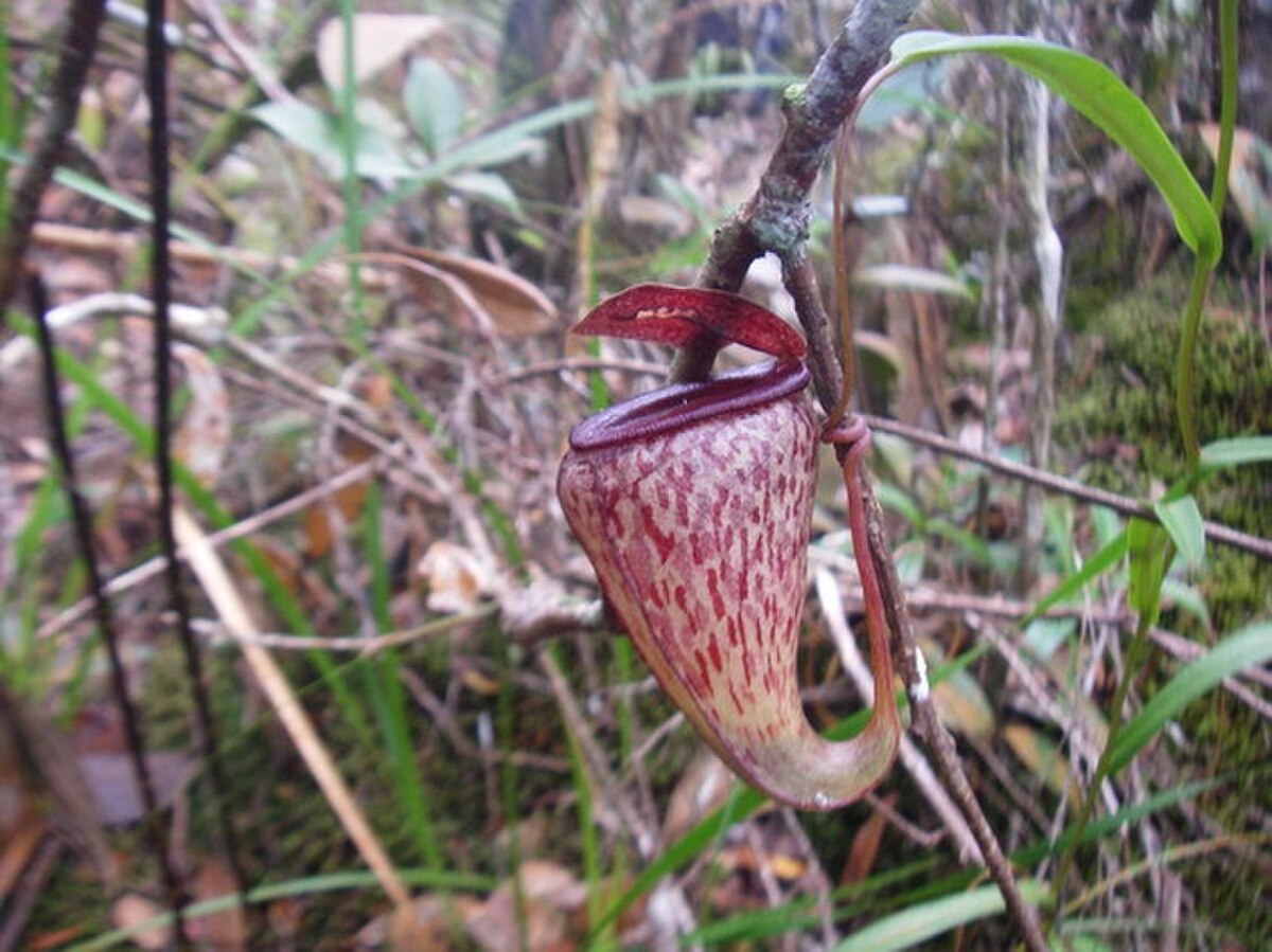 An aerial pitcher clasping a branch for support