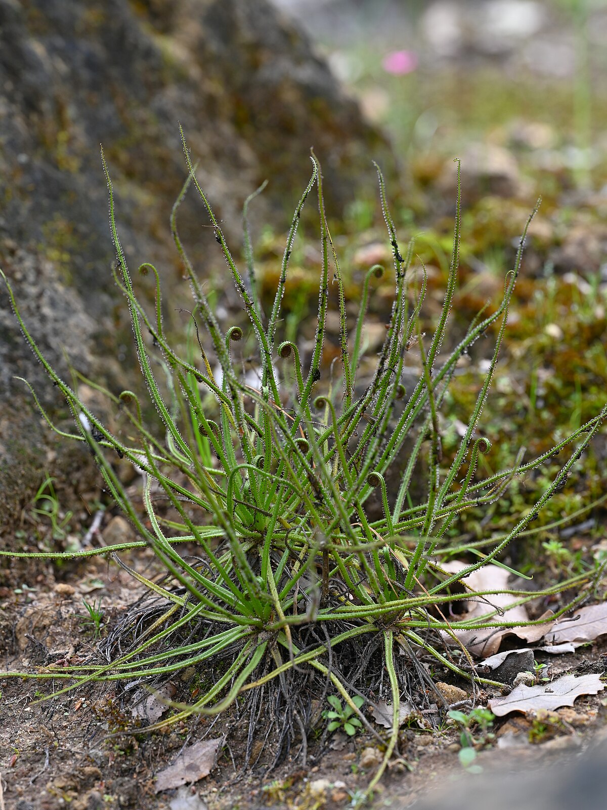 Drosophyllum lusitanicum