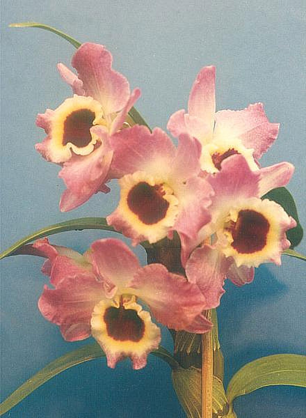 Dendrobium nobile