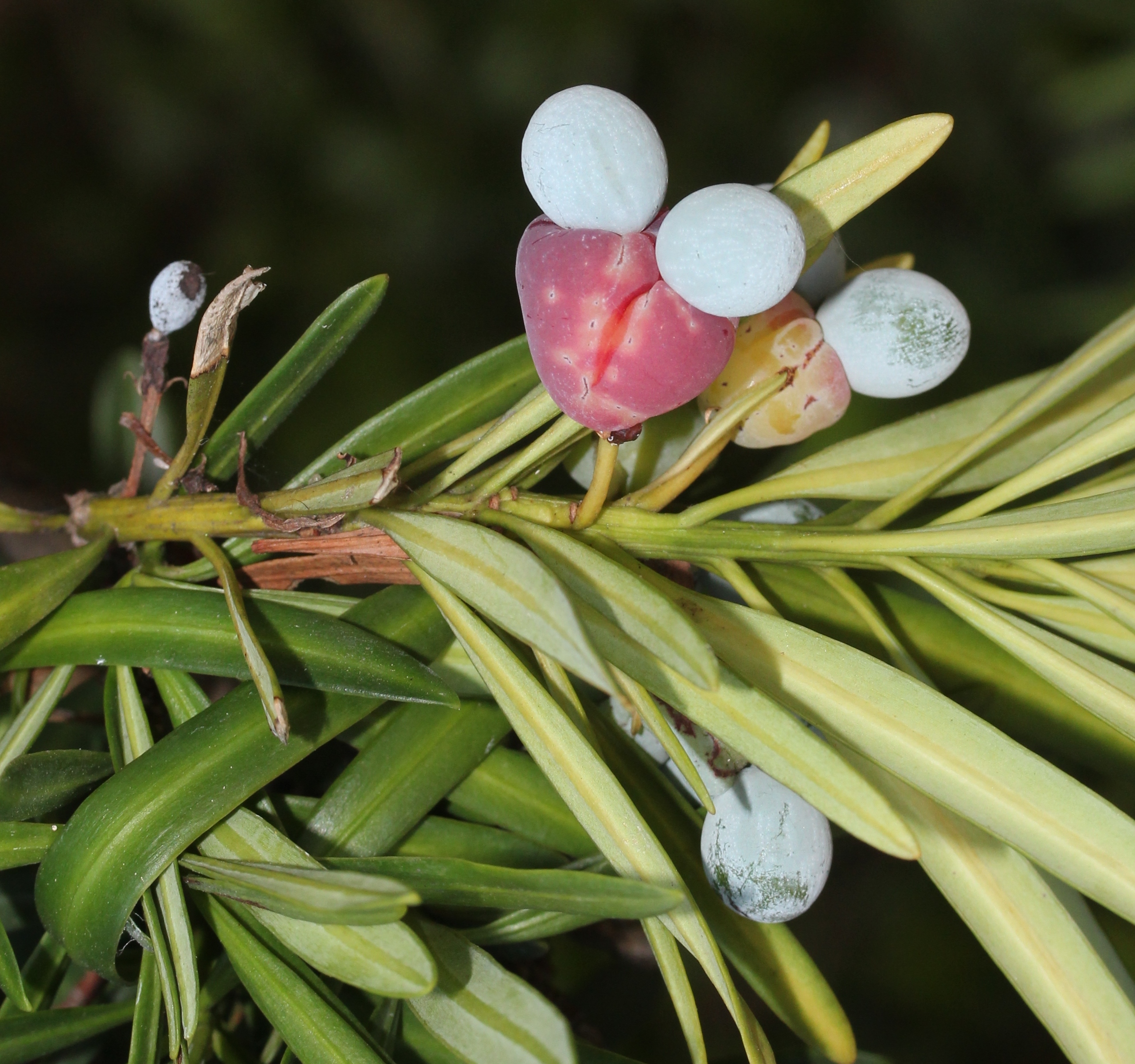 Podocarpus macrophyllus