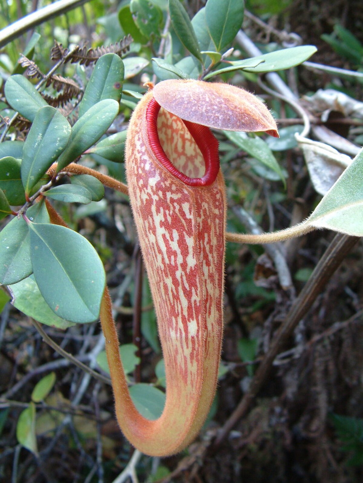 Nepenthes Klossii