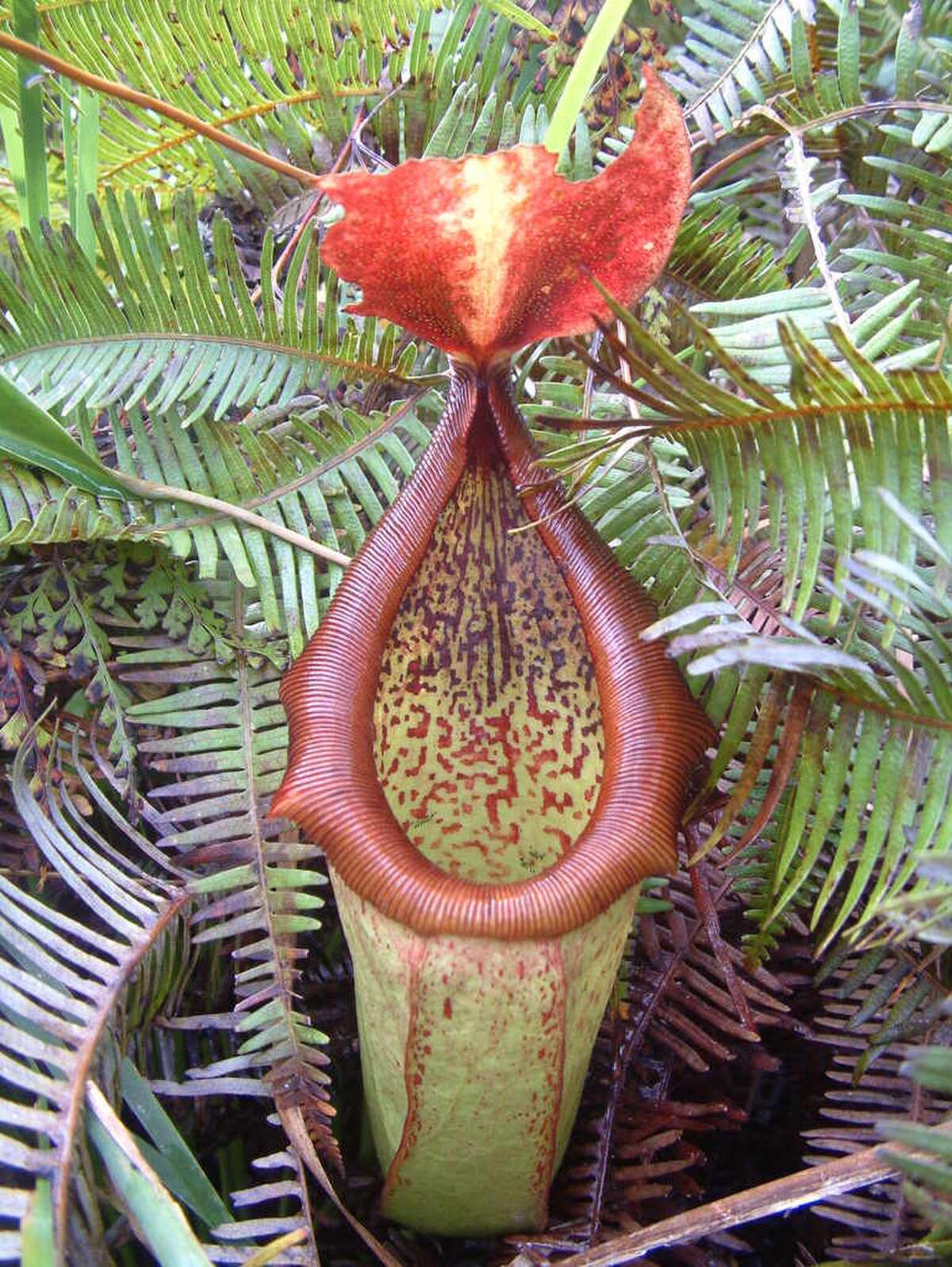Nepenthes insignis