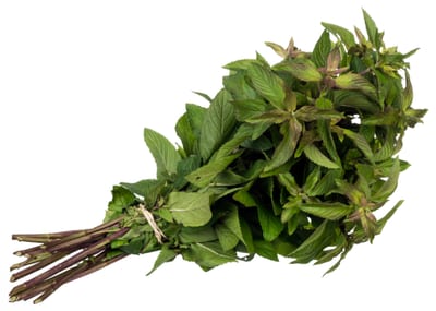 Mentha