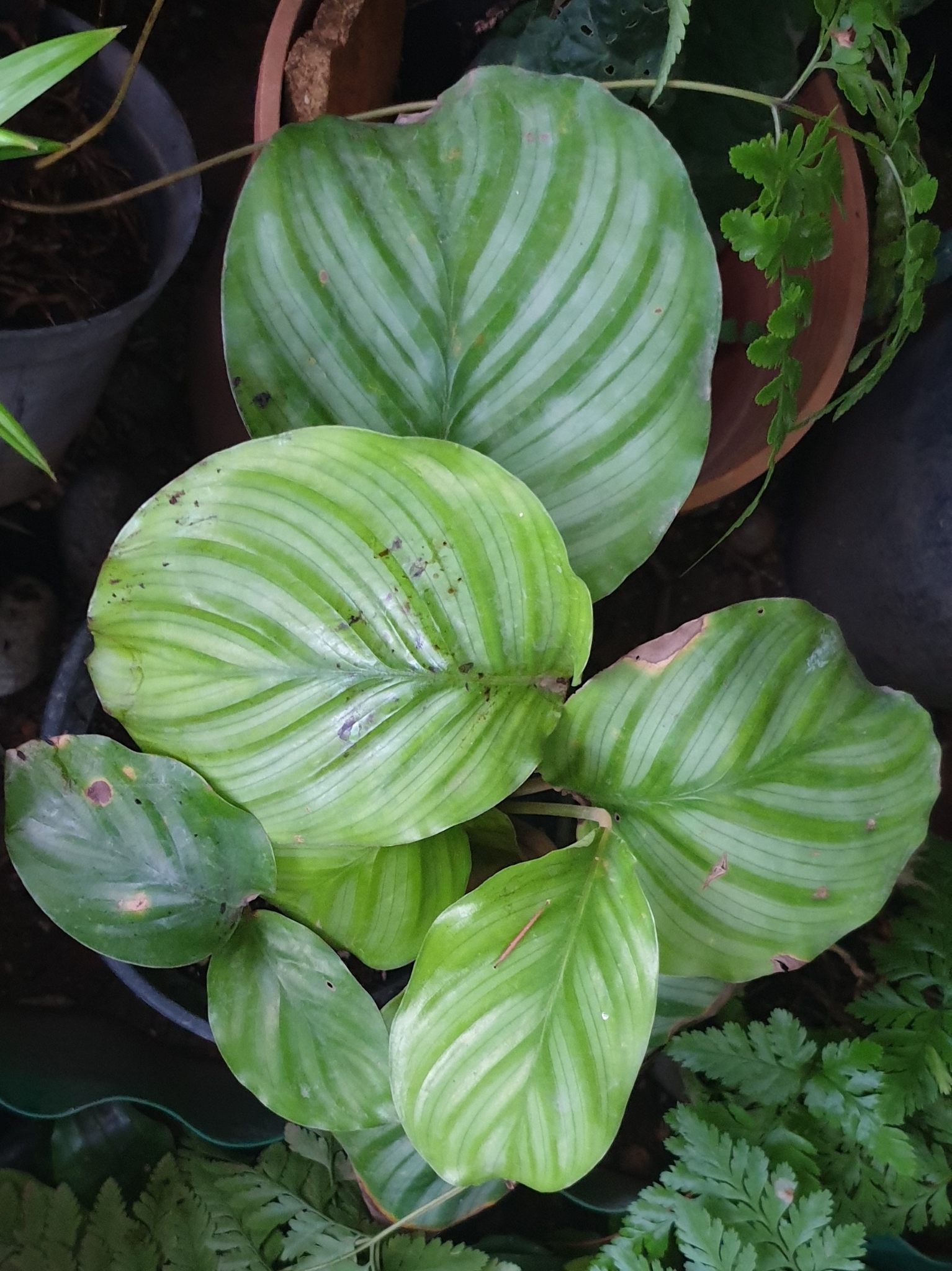 Calathea orbifolia