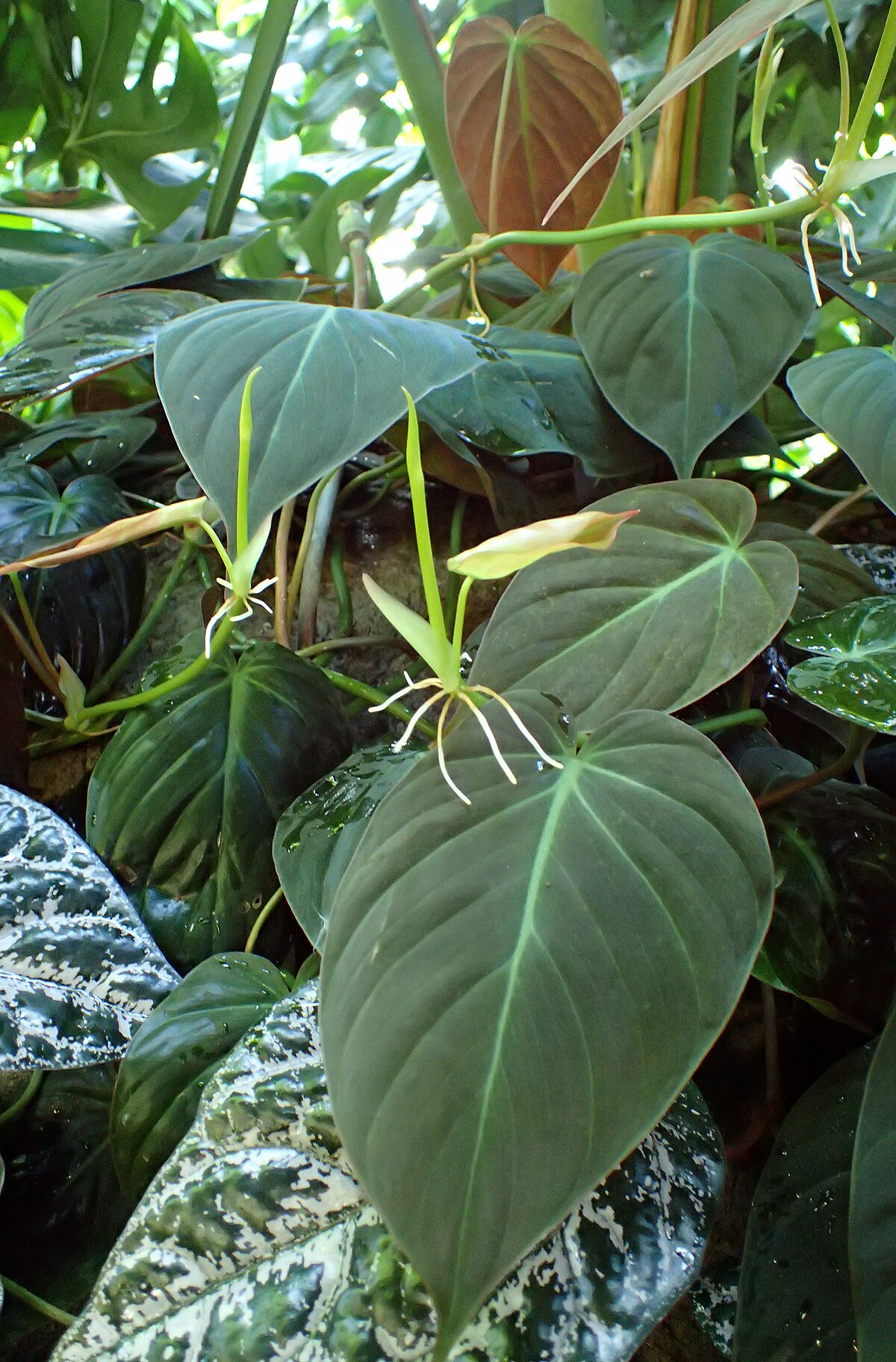 Philodendron hederaceum