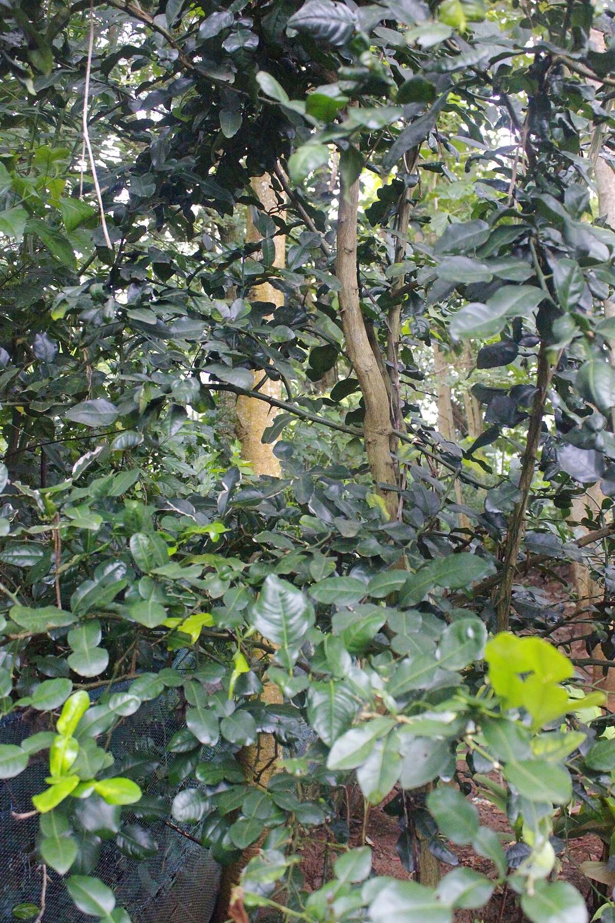 Citrus aurantiifolia