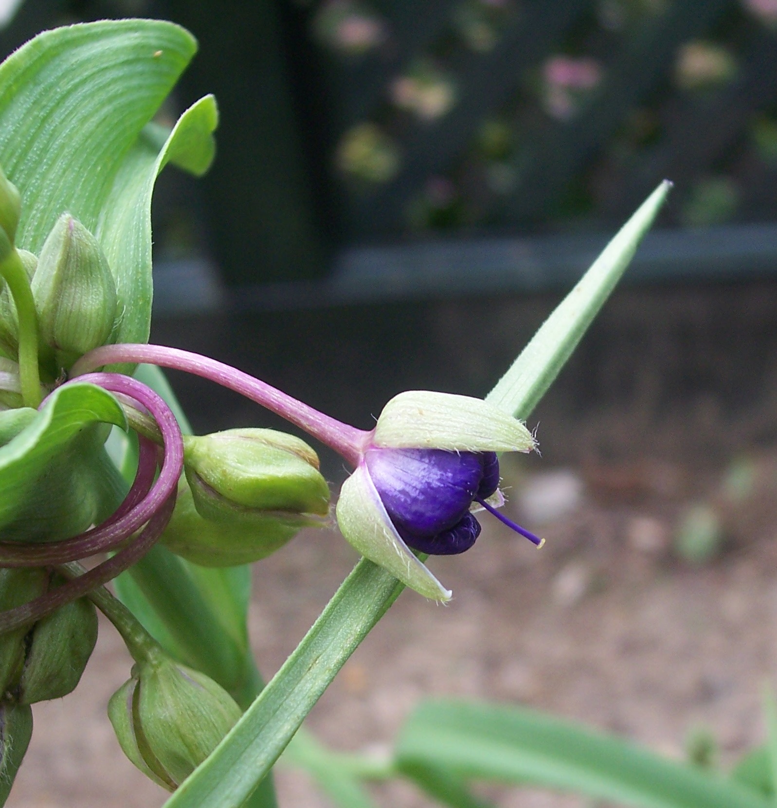 Tradescantia nanouk