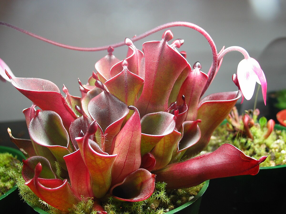 Heliamphora pulchella