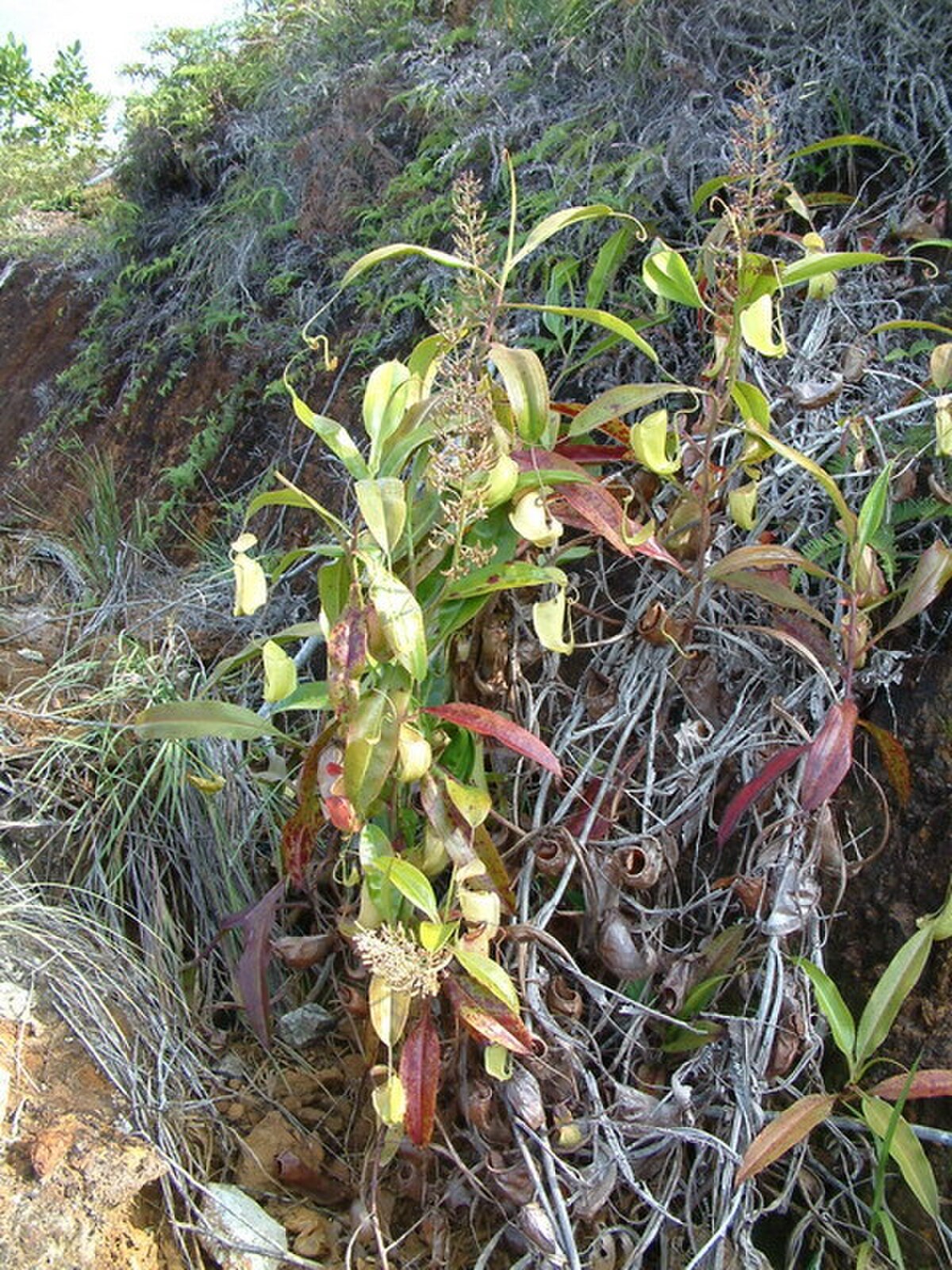 Nepenthes neoguineensis
