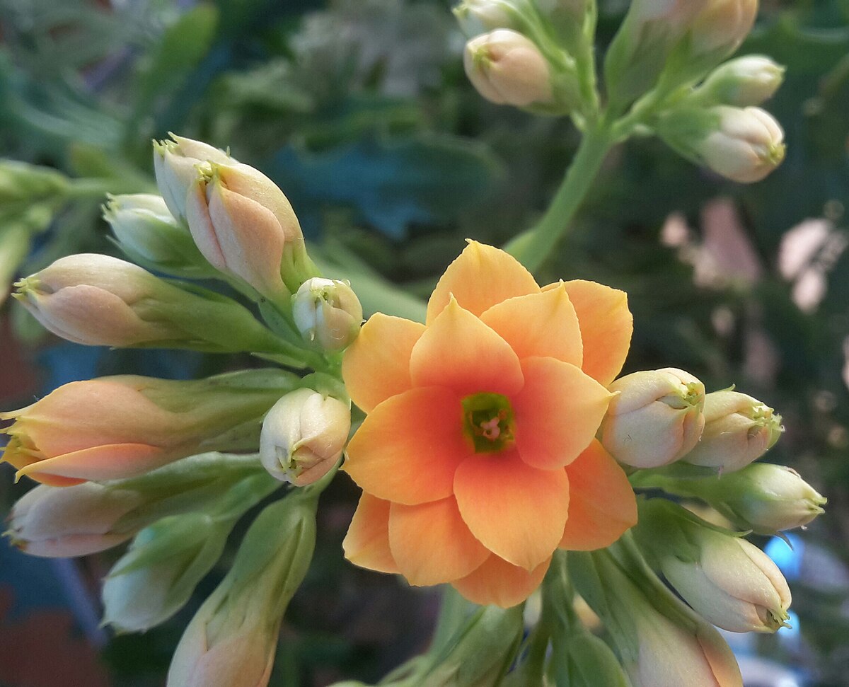 Kalanchoe blossfeldiana