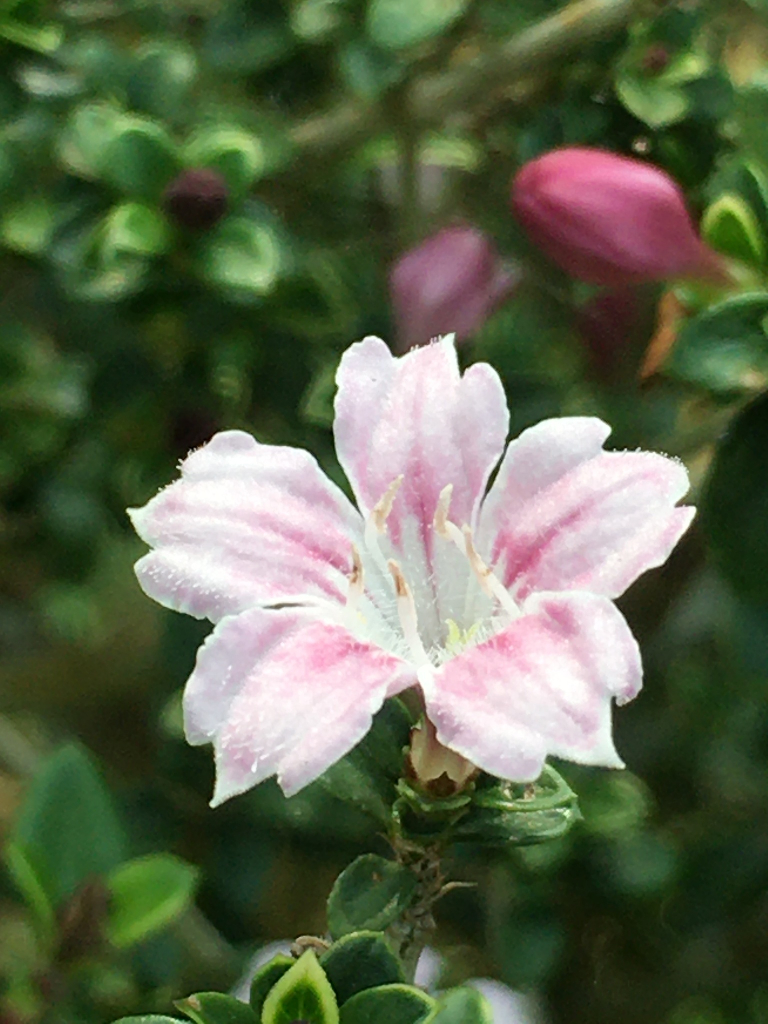 Serissa japonica — iNaturalist