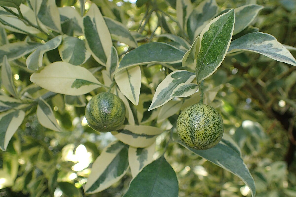 Citrus microcarpa