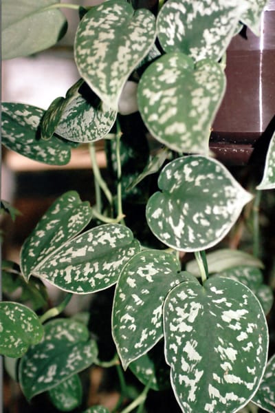 Scindapsus exotica