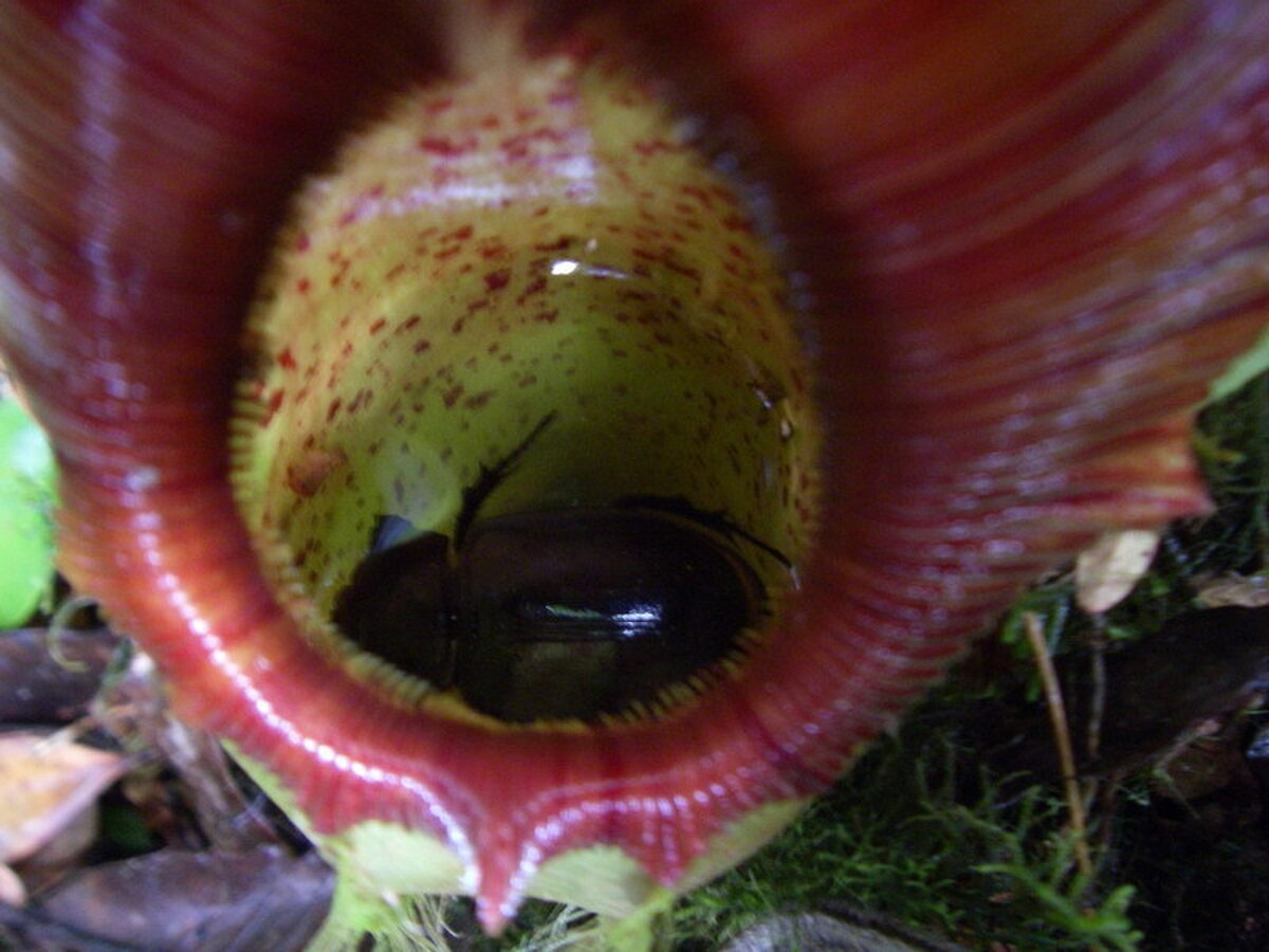 Nepenthes infauna